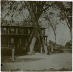 Four-legged tree, Bridgewater